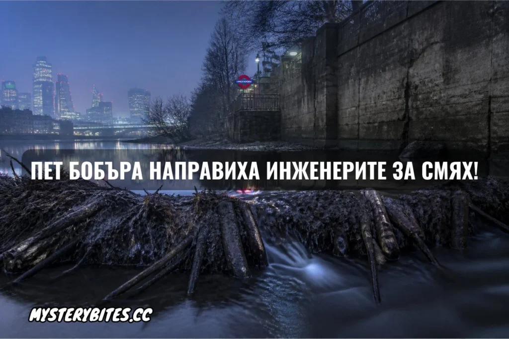 Пет бобъра направиха инженерите за смях!