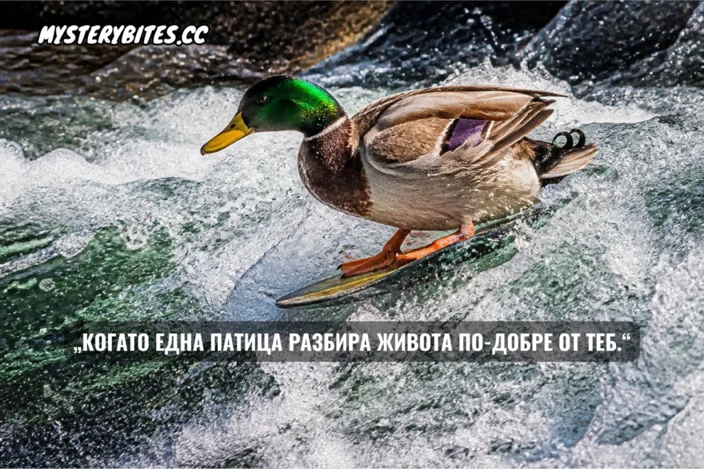 „Когато една патица разбира живота по-добре от теб.“